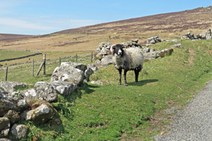 ダートムーアのヒツジ