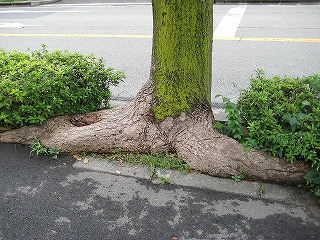 街路樹の根っこ