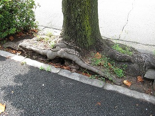 街路樹の根っこ