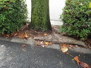 街路樹の根っこ