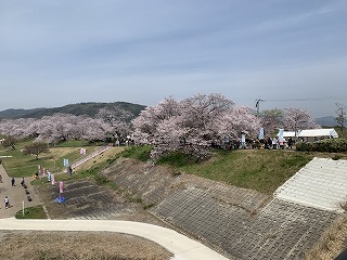 さくらまつり