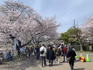 さくらまつり