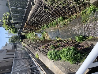 小川のカモ