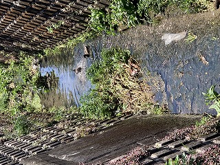 小川のカモ