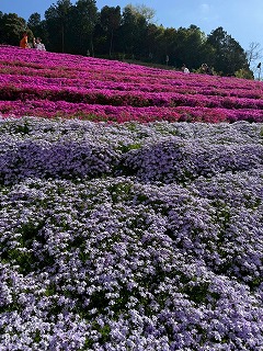 鳥居