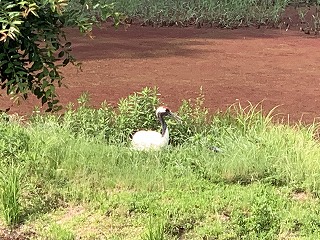 タンチョウ