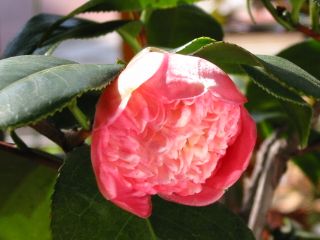 玉抱　2005/03/29撮影