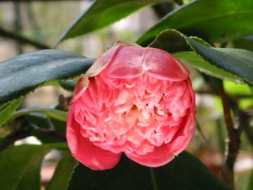 玉抱　2005/03/21撮影
