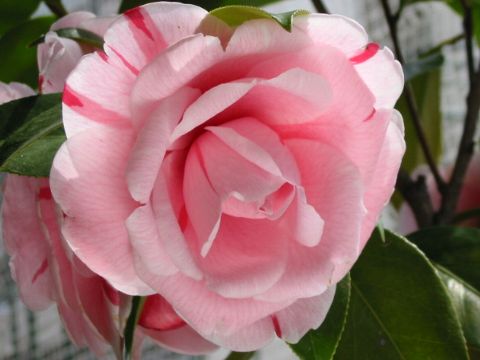 ʒ@2006/03/30Be