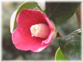 天倫寺月光の花　2002/01/06