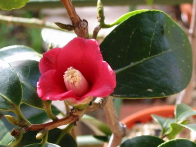 天倫寺月光　2005/01/04撮影