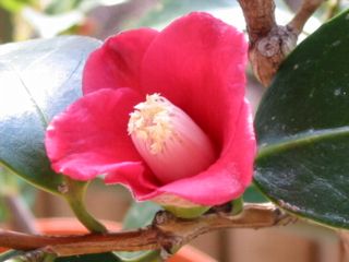 天倫寺月光　2005/01/05撮影