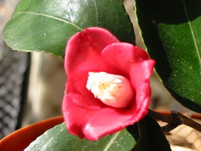 天倫寺月光　2006/01/29撮影