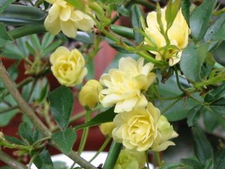 R. banksiae lutea@2004/04/14