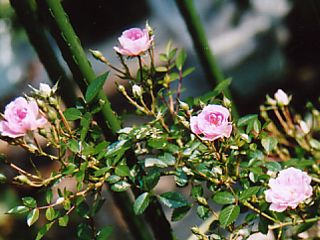宇部小町　1999/05/14一眼レフカメラ撮影
