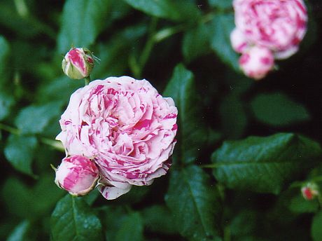 Variegata di Bologna@1999/05/14@჌tJŎBe